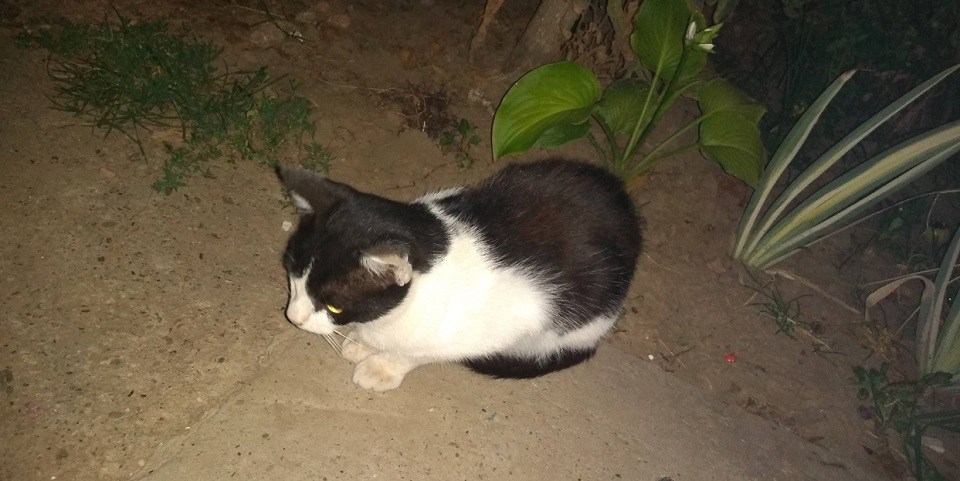 Rajko Dvizac: Marko – mačka koja je ispala veći čovek od mnogih ljudi koje znam