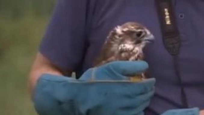 STEPSKI SOKO NA NEBU IZNAD PARAĆINA: Veličanstvena ptica koja lovi brzinom od 322 km na sat! (VIDEO)