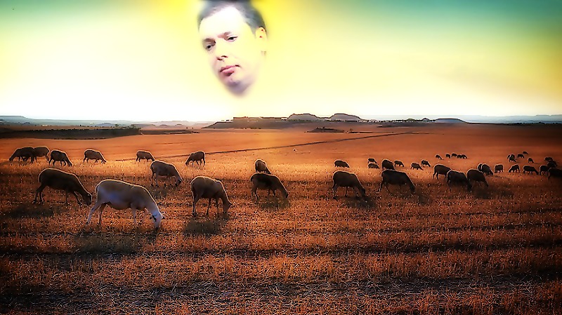 100 ovaca i predsednik, večiti