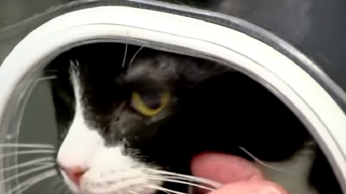 Mačka preživela pranje u veš mašini (VIDEO)