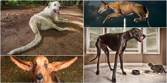 15 pasa koji su ušli u Ginisovu kjnigu rekorda