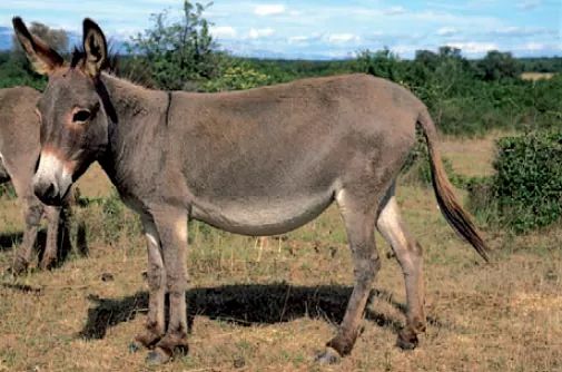 Otvoren Muzej magaraca u Crnoj Gori, prvi takve vrste u regionu