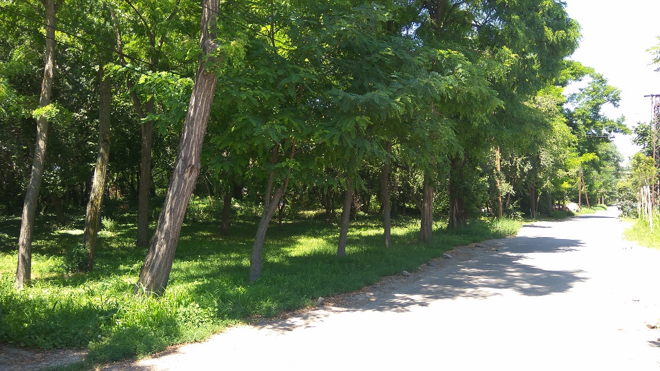 NS: Uništiš park pa praviš parking – čist vazduh i razum protiv betonizacije i profita