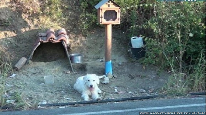 Hačiko se dve godine ne pomera sa mesta na kome je poginuo njegov vlasnik (VIDEO)