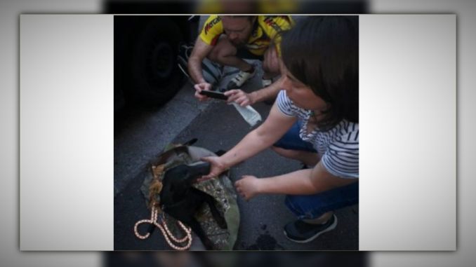 Pas i mače spaseni iz motora automobila u Nišu (VIDEO)