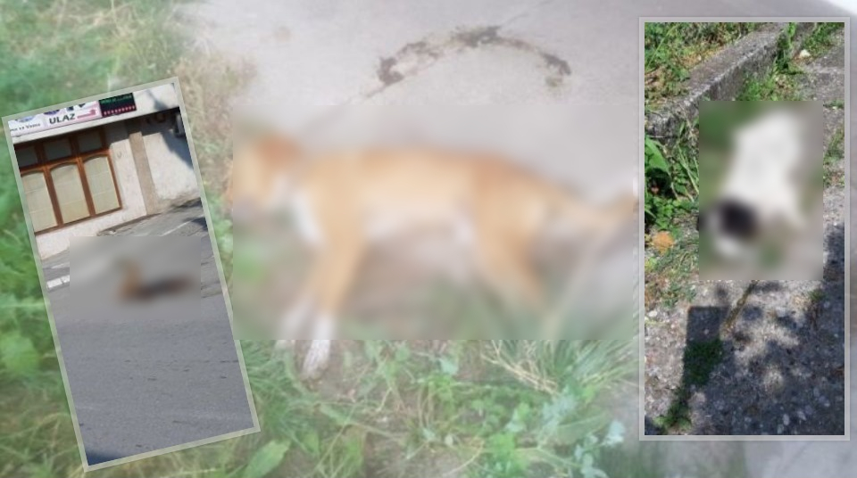 Pomor u Prijepolju: Za jednu noć ubijeno 146 pasa! (FOTO, VIDEO)