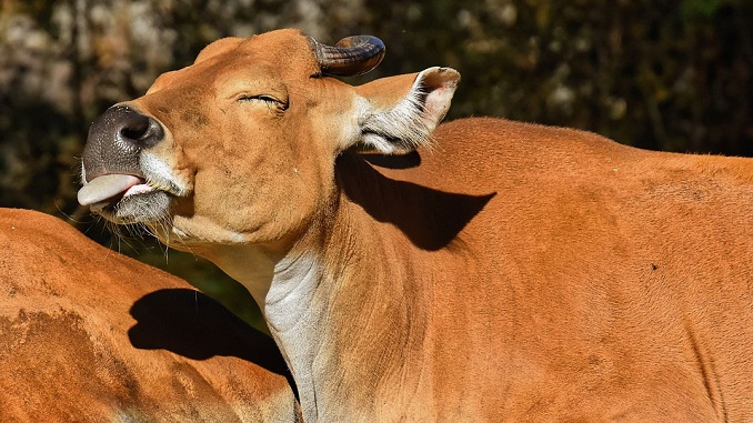 Srpski stočari probali da Turcima poture govedinu kao junetinu?