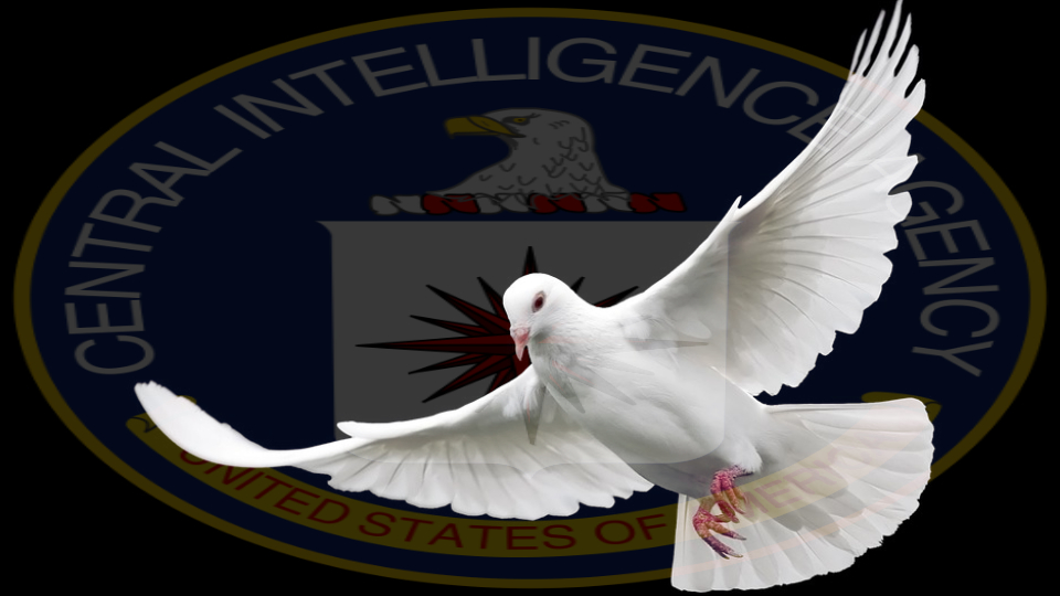 CIA otkrila kako je koristila golubove u špijunskim misijama