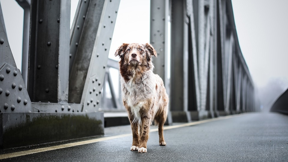 Pseća mafija sa Balkana: Od prodaje pasa iz Srbije u Nemačkoj okreće milijarde (VIDEO)