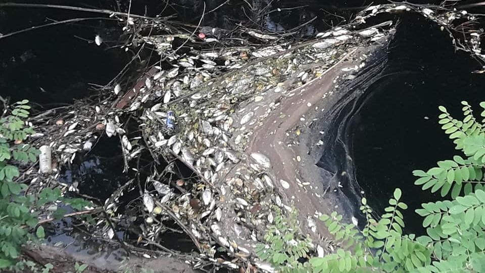 Šta to smrdi u Kuli? Koga ili šta skrivaju nadležni? POMOR RIBE U BEGEJCU