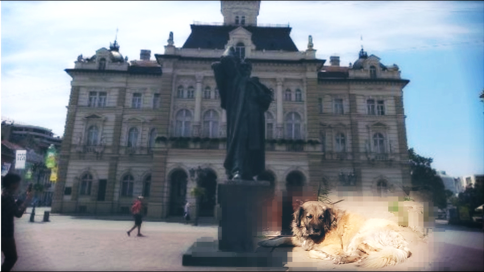 Beskraj naprednjačke gluposti: U Novom Sadu zabranjeno hraniti psa na ulici