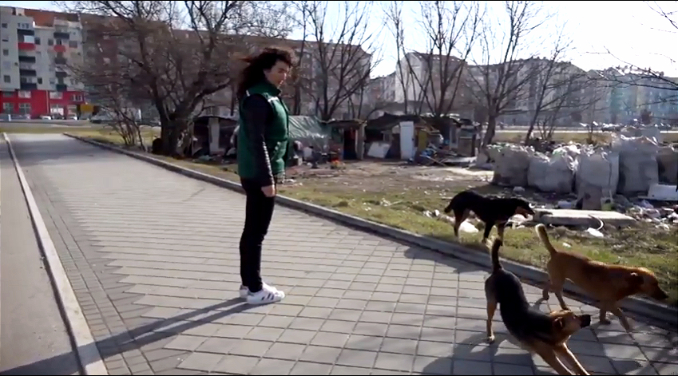 Zelena patrola o napuštenim psima: Nisu oni krivi što su na ulici – to nije njihov izbor (VIDEO)