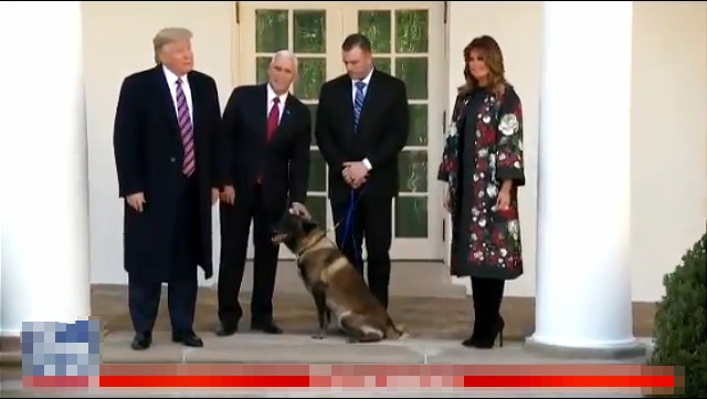 Tramp odlikovao psa (VIDEO)