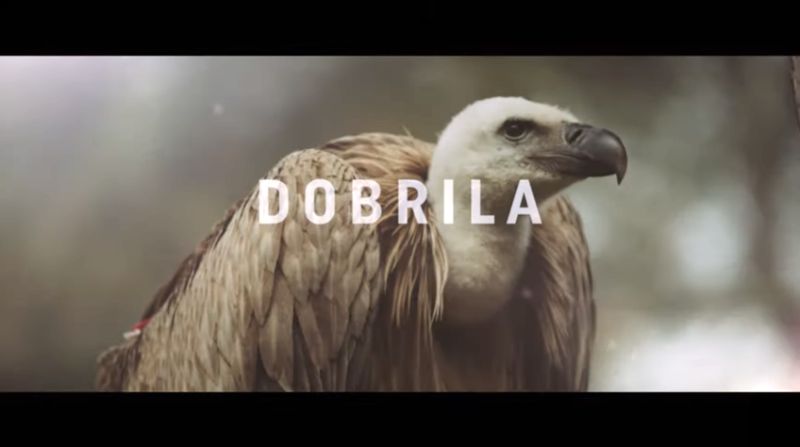 Uginula Dobrila, ženka beloglavog supa iz Specijalnog rezervata Uvac (VIDEO)