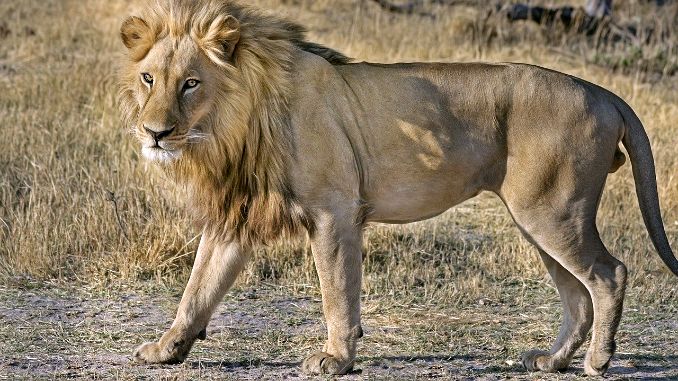 Pokušao da prošvercuje lava iz Albanije