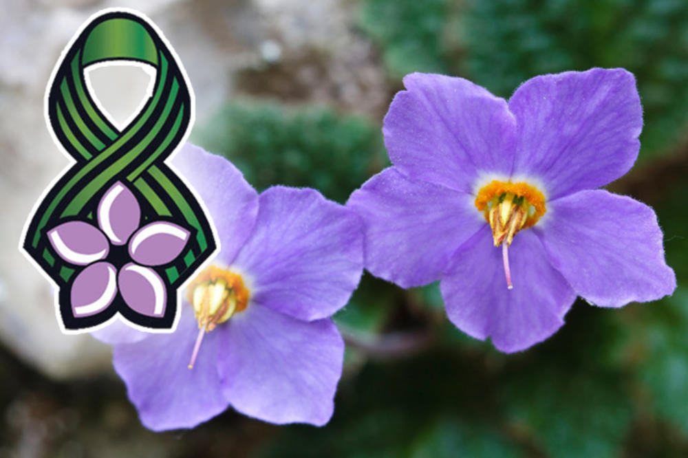 11.11. JE PRAZNIK I NERADNI DAN